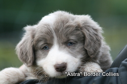 Lilac and white, Female, Rough coated, border collie puppy